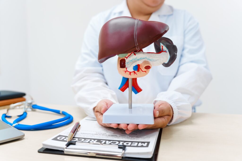 A liver doctor examines a model of the liver, on diseases such as hepatitis, cirrhosis, and cancer