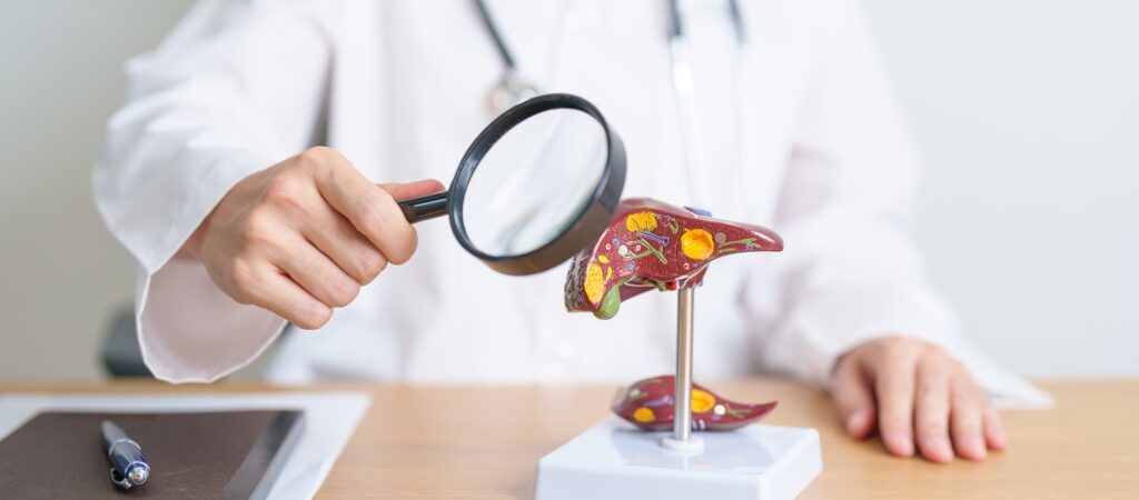 Doctor with human Liver model and Magnifying glass.