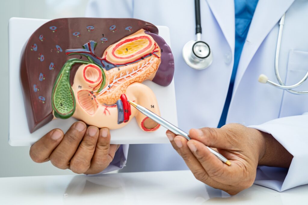 Liver with gallbladder, pancreas spleen and duodenum