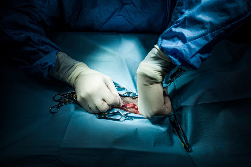 surgery room of the veterinary clinic